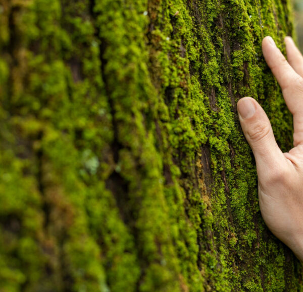 entorno y sostenibilidad